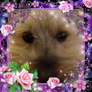 Meet your Posher, Sharon